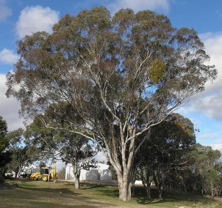 Eucalyptus melliodora Eucalipto Melífero, Yellow Box TH Jardins