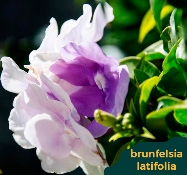 brunfelsia-latifolia-home-banner-th-jardins
