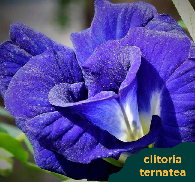 clitoria-ternatea-home-th-jardins