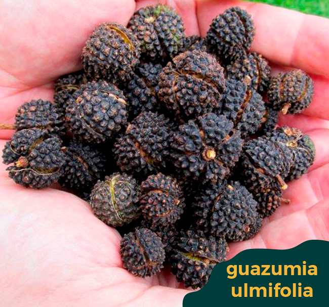 guazumia-ulmifolia-banner-home