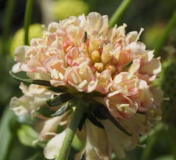Scabiosa atropurpurea fata Morgana - Doce Escabiosa Creme de Damasco, Escabiosa dos Jardins, Flor da Saudade - Image 4