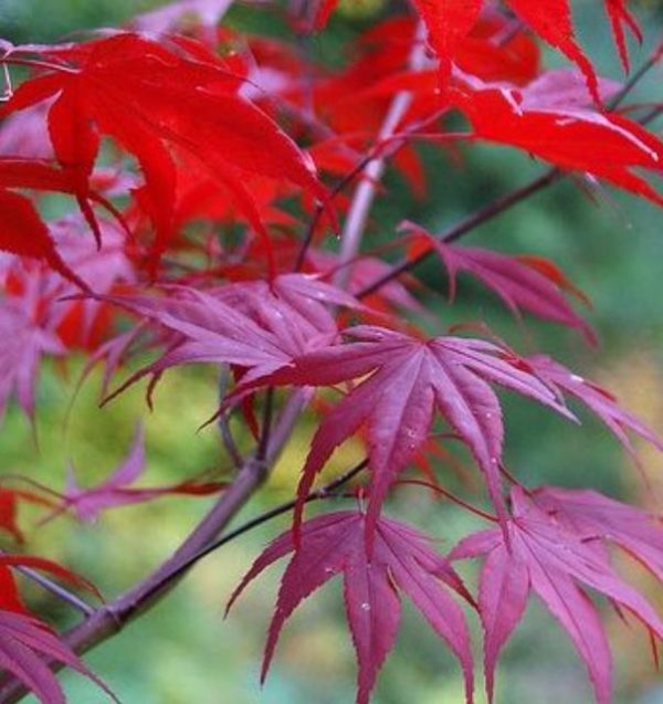 Acer palmatum Bloodgood - Acer Maple Bloodgood - Image 2