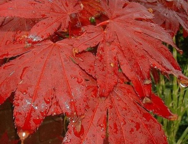 Acer palmatum Bloodgood - Acer Maple Bloodgood - Image 4