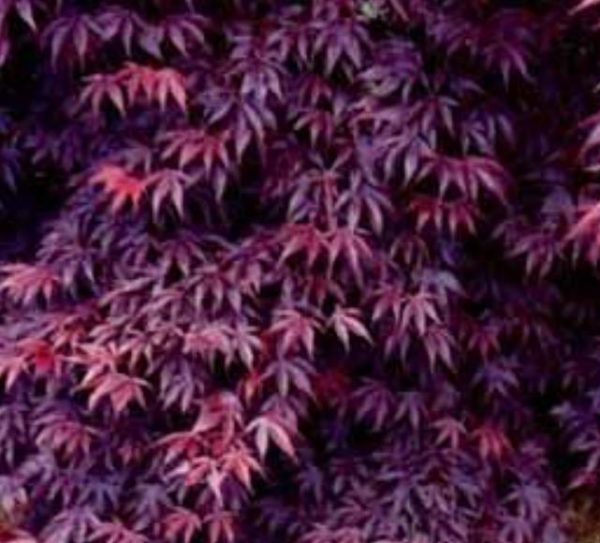 Acer palmatum Bloodgood - Acer Maple Bloodgood - Image 6