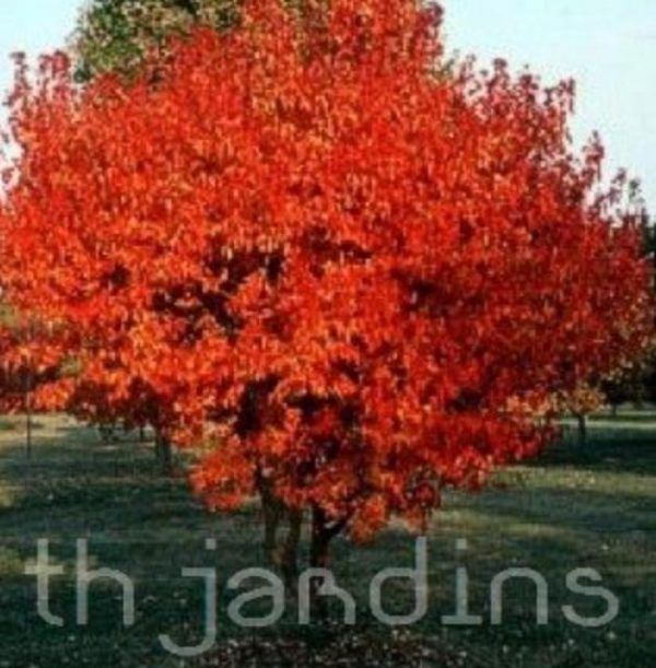 Acer tataricum ssp Ginnala - Amur maple, Acer ginnala - Image 2
