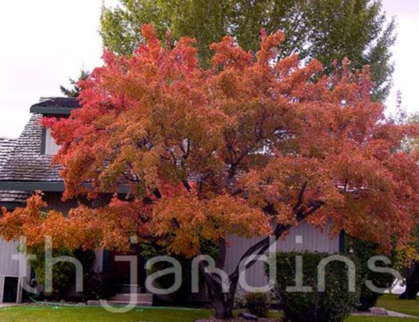 Acer tataricum ssp Ginnala - Amur maple, Acer ginnala - Image 4