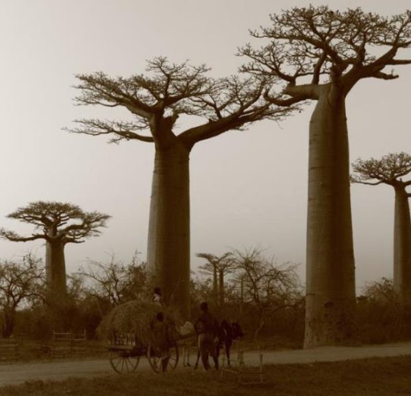 Adansonia madagascariensis - Baobá, Baobá de Madagascar, Baobá de Mahajanga - Image 2