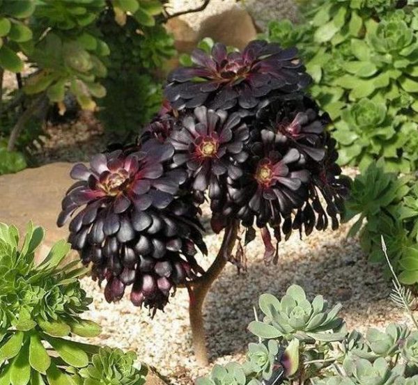 Aeonium arboreum Atropurpureum 'Zwartkop' - Rosa Negra, Aeonium Negro Arbóreo, Rosa Negra de Pedras - Image 3