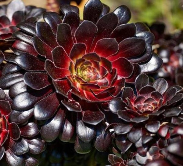 Aeonium arboreum Atropurpureum 'Zwartkop' - Rosa Negra, Aeonium Negro Arbóreo, Rosa Negra de Pedras - Image 5