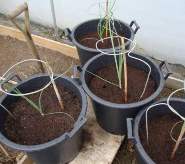 Allium cepa Mammoth Red Onion (C.O) - Cebola Mamute Vermelha, Cebola Gigante Vermelha - Image 3