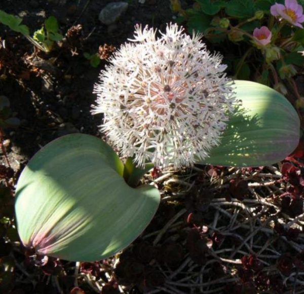 Allium karataviense - Cebola ornamental, Turkestan Allium, Turkestan Onion - Image 2