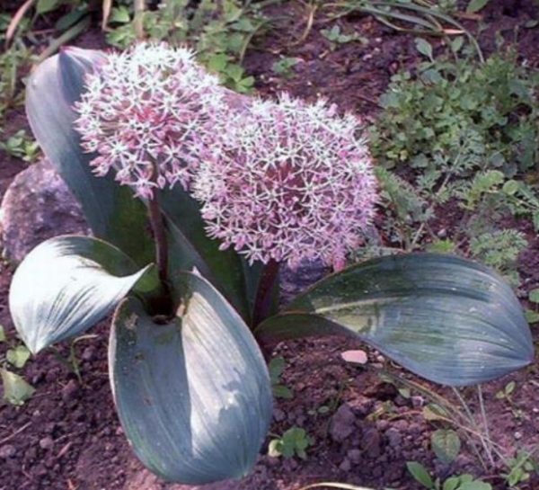 Allium karataviense - Cebola ornamental, Turkestan Allium, Turkestan Onion - Image 3