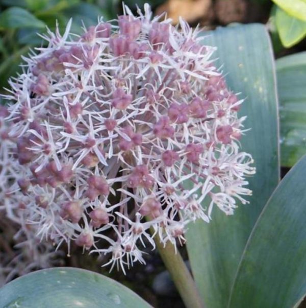 Allium karataviense - Cebola ornamental, Turkestan Allium, Turkestan Onion - Image 4
