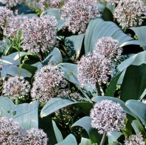 Allium karataviense - Cebola ornamental, Turkestan Allium, Turkestan Onion - Image 5