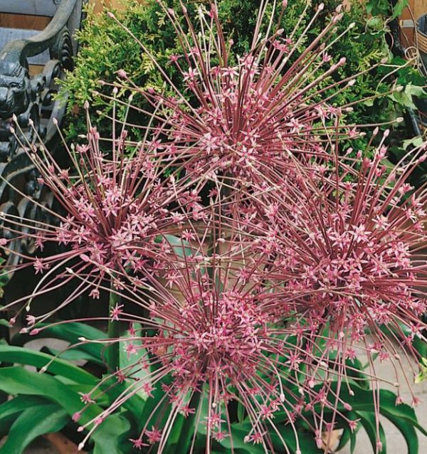 Allium schubertii - Cebola Ornamental Fogos de Artifício - Image 4