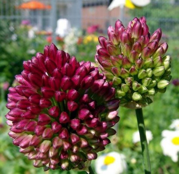 Allium sphaerocephalon - Alho Porró Flor Ornamental Comestível - Image 2