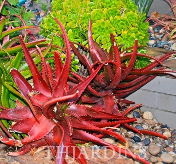 Aloe cameronii var. Vermelho - Aloe vermelha - Image 3