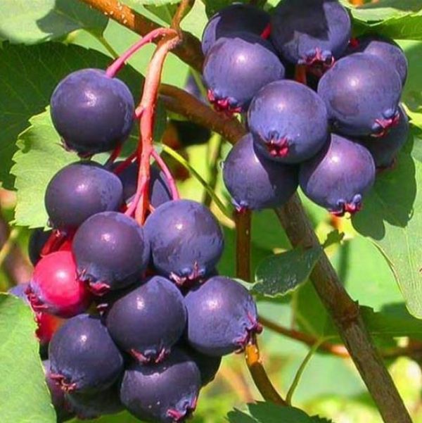 Amelanchier alnifolia - Cereja Saskatoon, Framboesa Saskatoon, Saskatoon Berry - Image 2