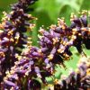 Amorpha Fruticosa - Falso indigo, falso indigo do deserto, indigo bush - Image 2
