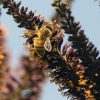 Amorpha Fruticosa - Falso indigo, falso indigo do deserto, indigo bush - Image 4