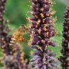 Amorpha Fruticosa - Falso indigo, falso indigo do deserto, indigo bush - Image 5