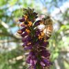 Amorpha Fruticosa - Falso indigo, falso indigo do deserto, indigo bush - Image 6