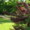 Amorpha Fruticosa - Falso indigo, falso indigo do deserto, indigo bush - Image 7