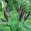 Amorpha Fruticosa - Falso indigo, falso indigo do deserto, indigo bush - Image 10