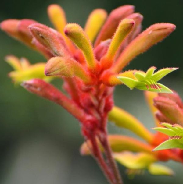 Anigozanthos flavidus - Pata de Canguru Rosa Amarela Laranja, Kangaroo Paw - Image 2