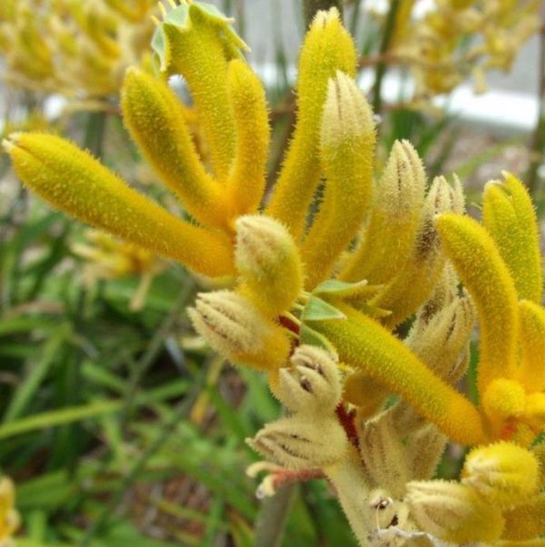 Anigozanthos flavidus - Pata de Canguru Rosa Amarela Laranja, Kangaroo Paw - Image 3