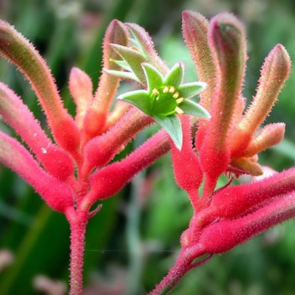 Anigozanthos flavidus - Pata de Canguru Rosa Amarela Laranja, Kangaroo Paw - Image 4