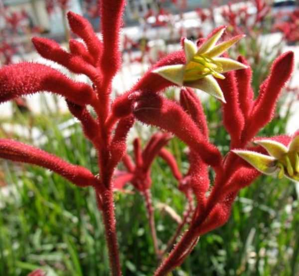 Anigozanthos flavidus - Pata de Canguru Rosa Amarela Laranja, Kangaroo Paw - Image 6