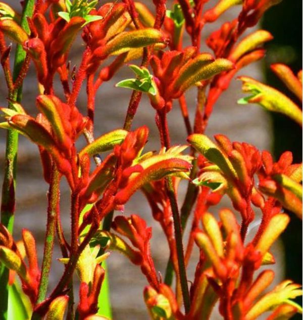 Anigozanthos flavidus - Pata de Canguru Rosa Amarela Laranja, Kangaroo Paw - Image 7