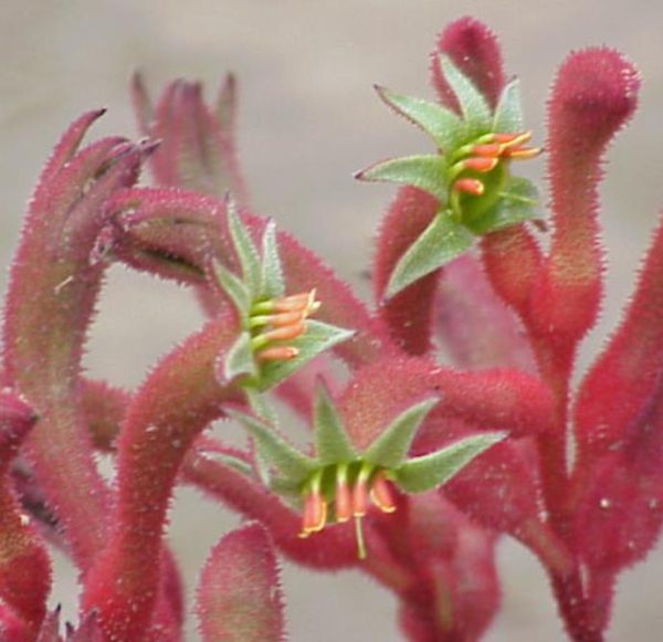 Anigozanthos flavidus - Pata de Canguru Rosa Amarela Laranja, Kangaroo Paw - Image 8