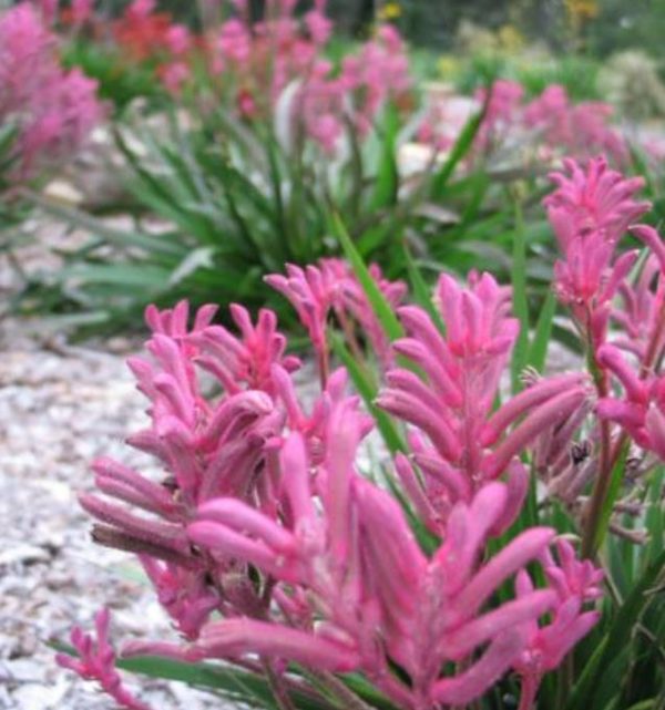Anigozanthos flavidus - Pata de Canguru Rosa Amarela Laranja, Kangaroo Paw - Image 9
