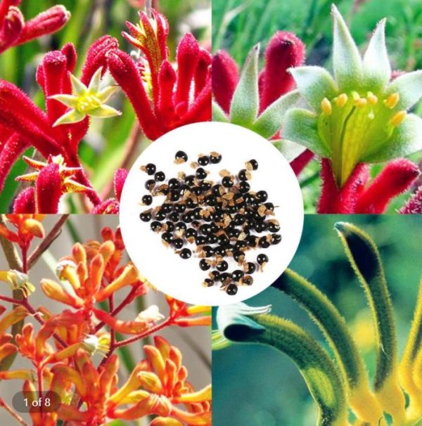 Anigozanthos flavidus - Pata de Canguru Rosa Amarela Laranja, Kangaroo Paw - Image 10