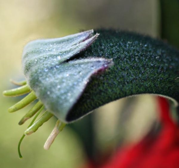 Anigozanthos manglesii - Pata de Canguru Vermelho e Verde, Kangaroo Paw - Image 2