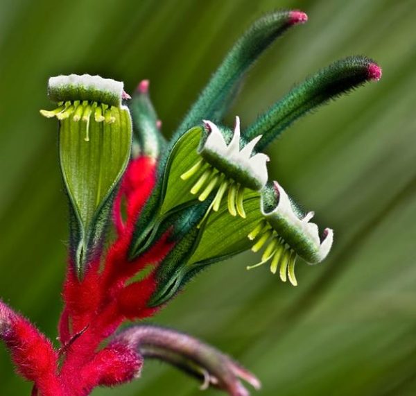 Anigozanthos manglesii - Pata de Canguru Vermelho e Verde, Kangaroo Paw - Image 3
