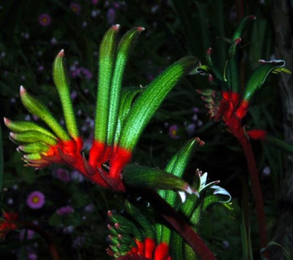 Anigozanthos manglesii - Pata de Canguru Vermelho e Verde, Kangaroo Paw - Image 4
