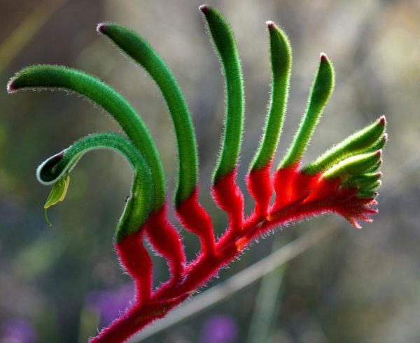 Anigozanthos manglesii - Pata de Canguru Vermelho e Verde, Kangaroo Paw - Image 5