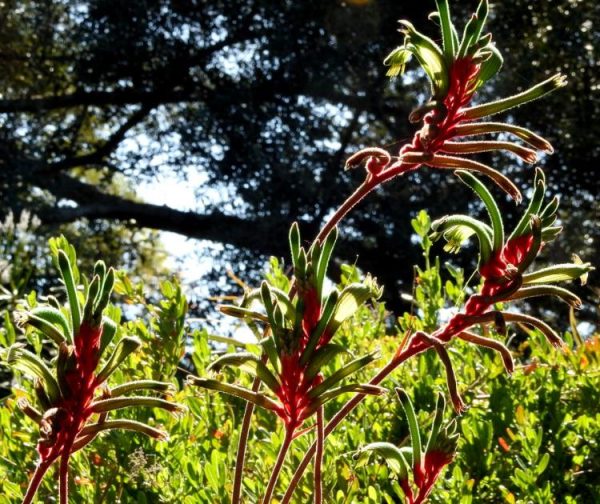 Anigozanthos manglesii - Pata de Canguru Vermelho e Verde, Kangaroo Paw - Image 6