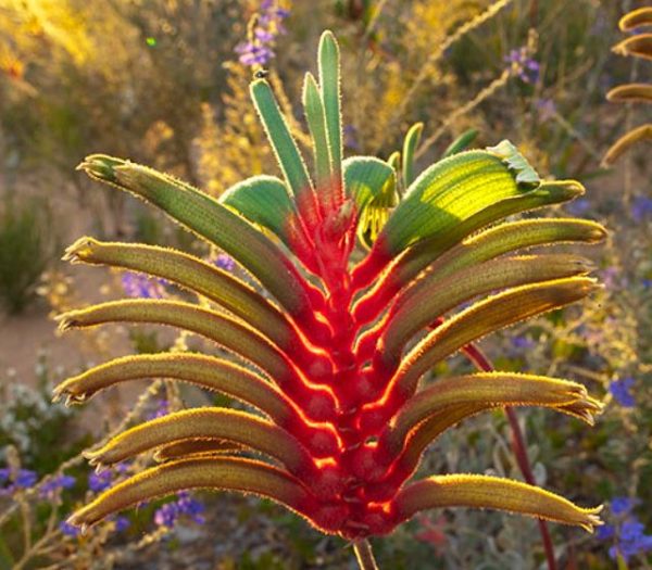 Anigozanthos manglesii - Pata de Canguru Vermelho e Verde, Kangaroo Paw - Image 7