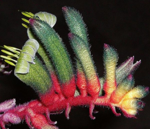 Anigozanthos manglesii - Pata de Canguru Vermelho e Verde, Kangaroo Paw - Image 8