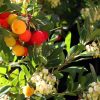 Arbutus unedo - Medronheiro, Árvore Morango, Ervedeiro, Êrvodo, Medronho, Strawberry Tree