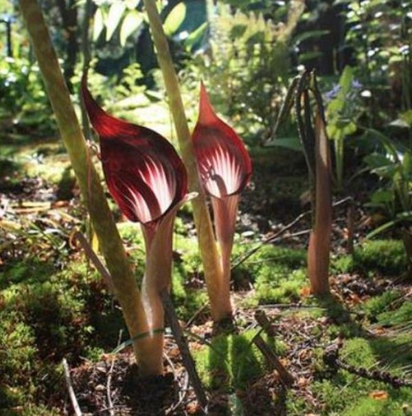 Arisaema speciosum 'Magnificum' - Lirio cobra, Cobra Lily - Image 2