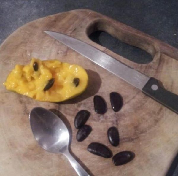 Assimina triloba - Paw Paw, Pawpaw, Manjar de Baunilha - Image 3