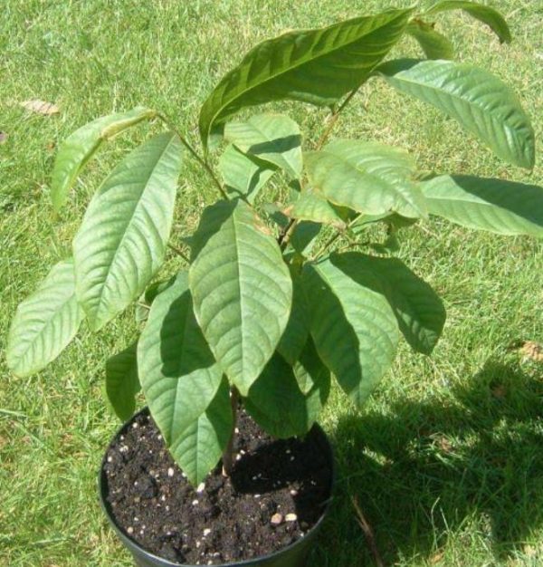 Assimina triloba - Paw Paw, Pawpaw, Manjar de Baunilha - Image 4