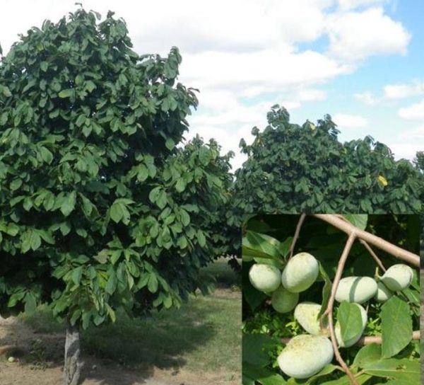 Assimina triloba - Paw Paw, Pawpaw, Manjar de Baunilha - Image 6