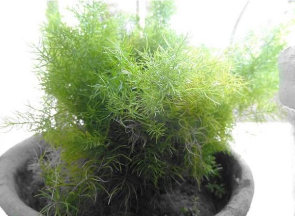 Bassia Scoparia Var.trichophylla - Kochia Vermelha, Cipreste De Verão, Arbusto Ardente - Image 4
