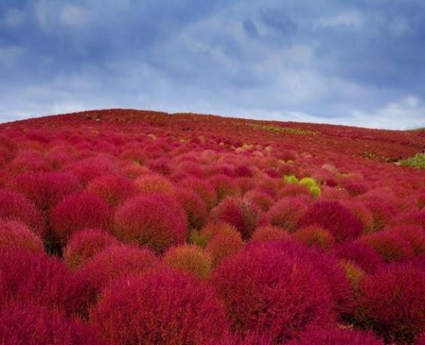 Bassia Scoparia Var.trichophylla - Kochia Vermelha, Cipreste De Verão, Arbusto Ardente - Image 9